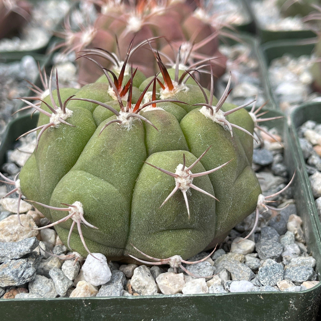 Gymnocalycium marquezii
