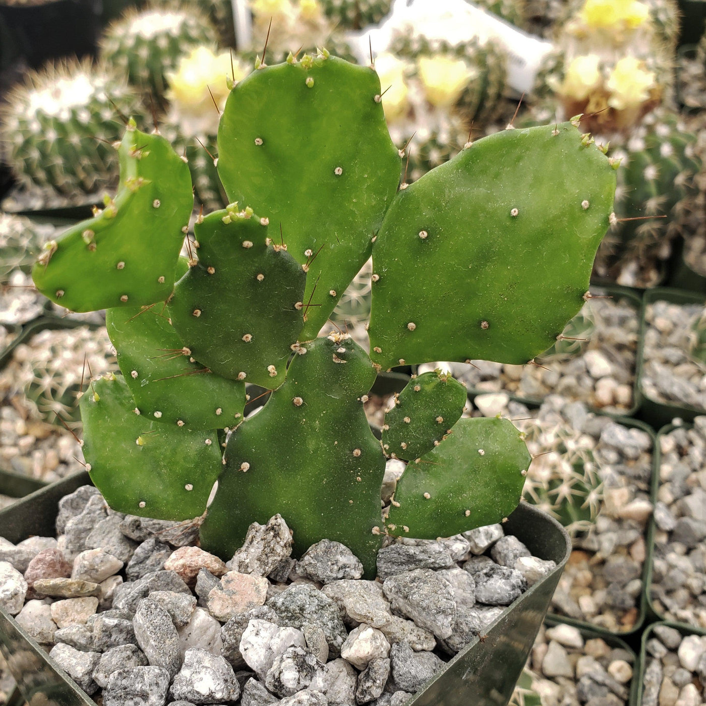 cactus aka prickly pear Brazilian Prickly Pear 'Opuntia argentiniana'