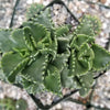 Faucaria candida