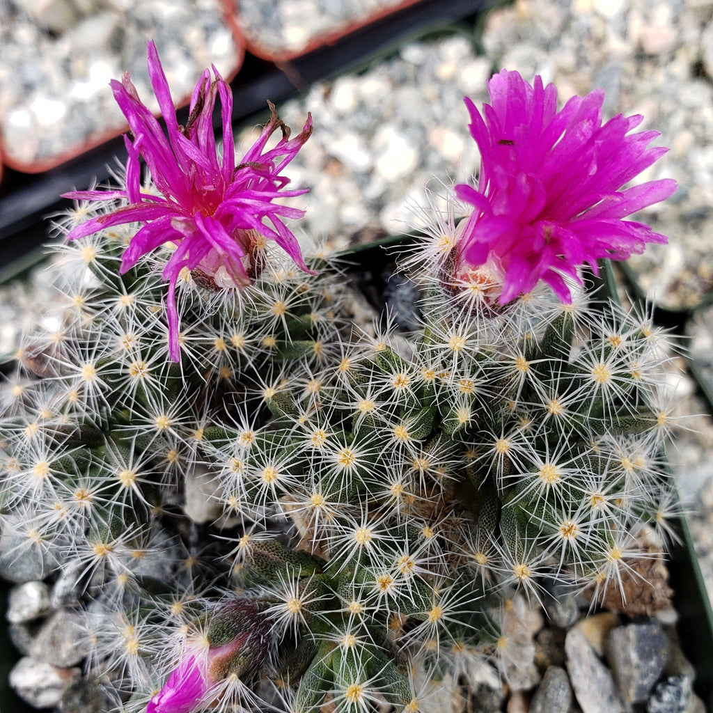 Trichodiadema densum