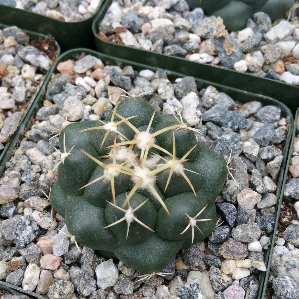 Coryphantha elephantidens