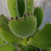 Cotyledon Ladismithiensis