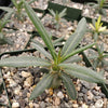 Pachypodium griquense