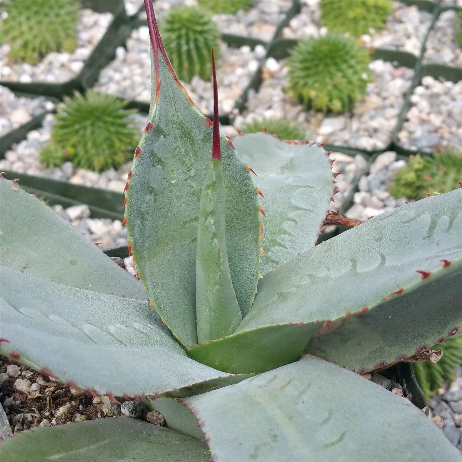 Agave parryi huachucensis