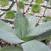 Agave parryi huachucensis