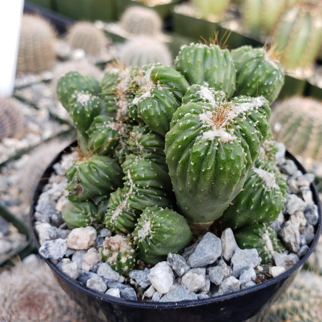 Cereus forbesii crest monstrose Ming Thing