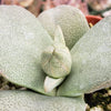 Pleiospilos simulans