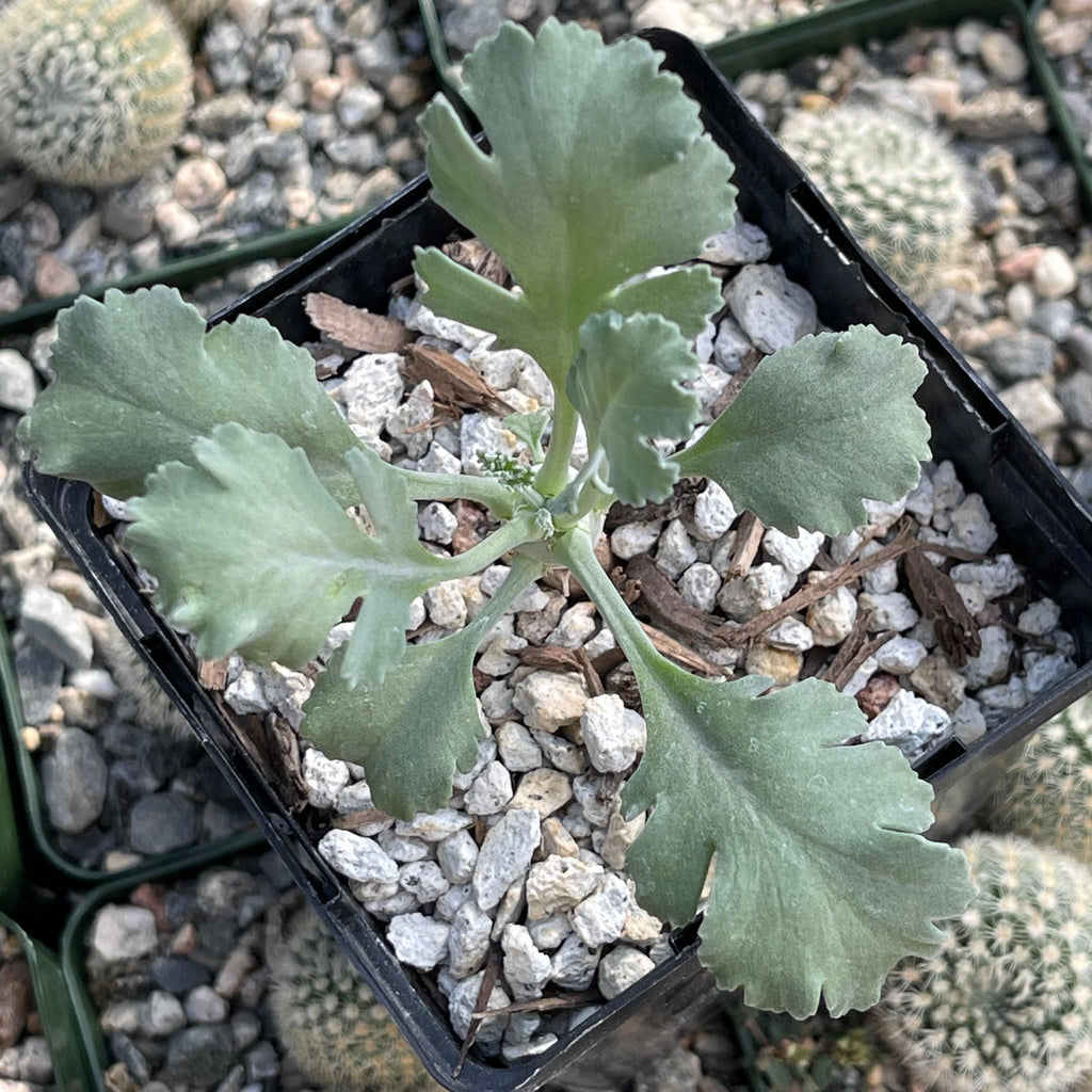 Pelargonium klinghardtense