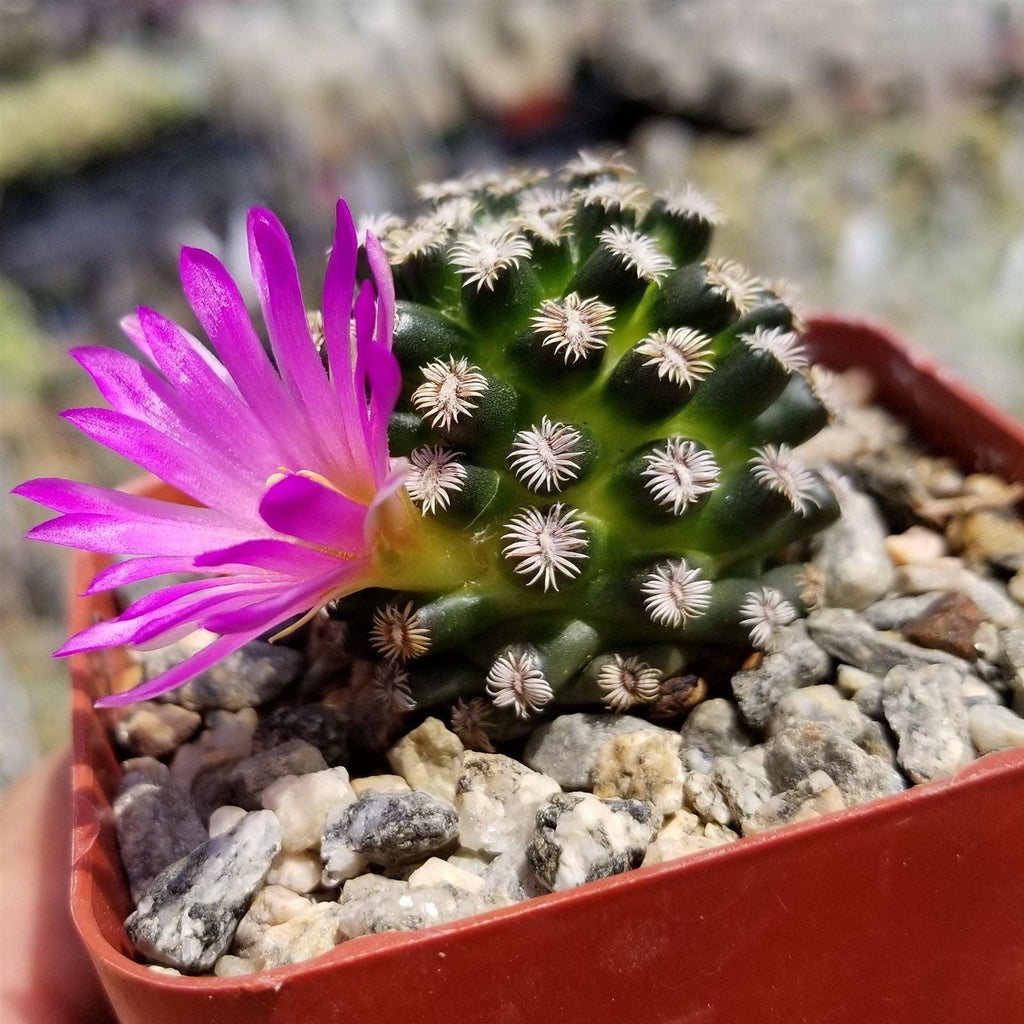 Mammillaria hernandezii