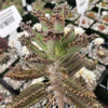 Hybrid Mother of Millions ‘Kalanchoe houghtonii’