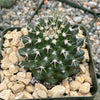 Mammillaria nejapensis silver arrows