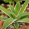 Variegated Fox Tail Agave - Agave attenuata &