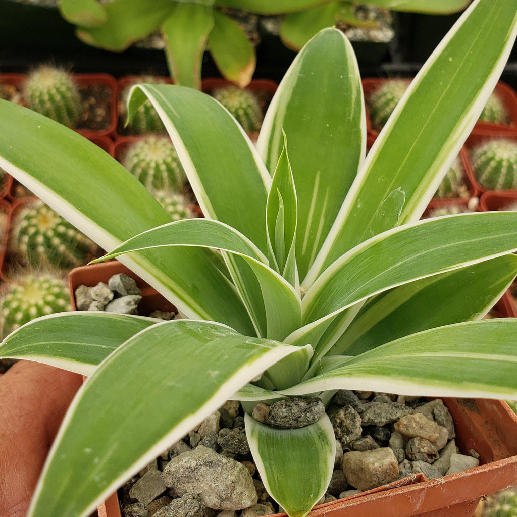 Variegated Fox Tail Agave - Agave attenuata &