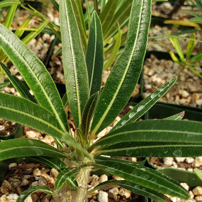 Pachypodium rosulatum