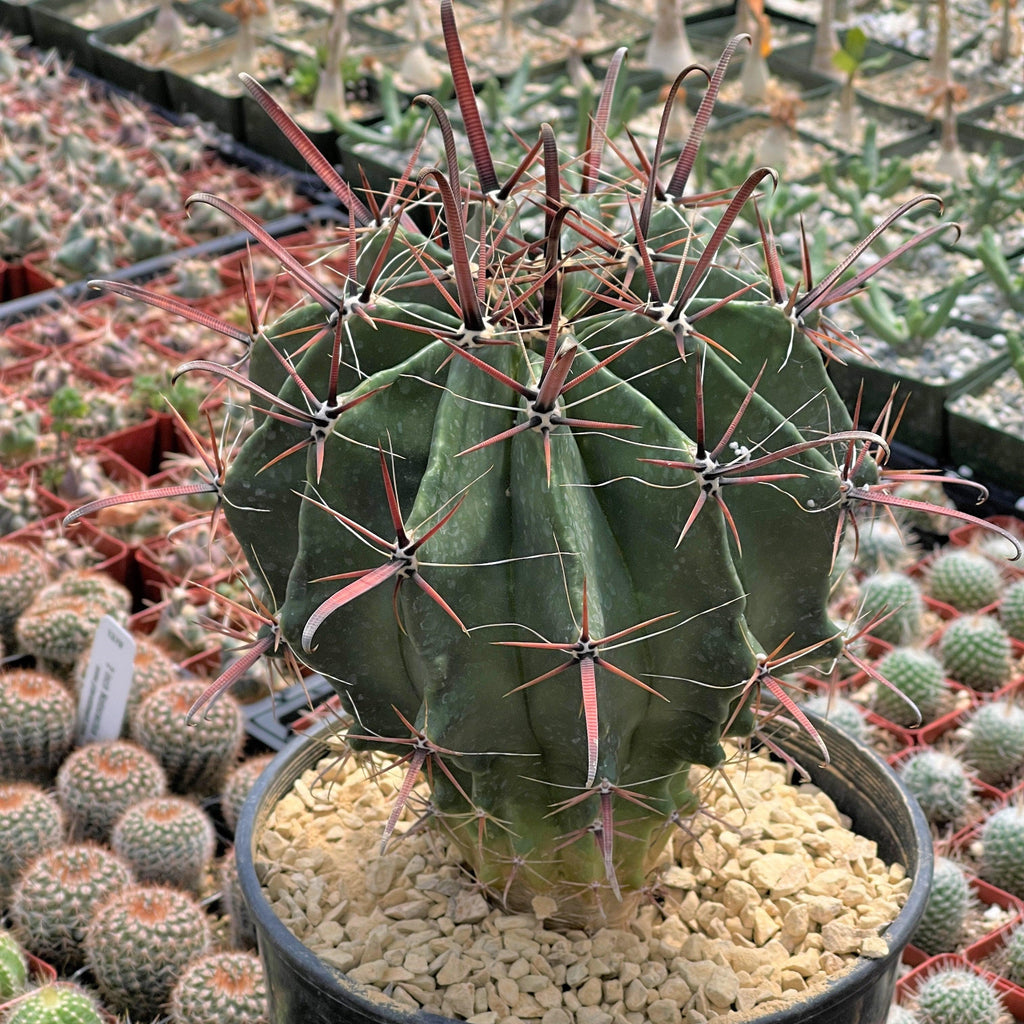 Fire Barrel Cactus – Ferocactus gracilis ‘Coloratus’