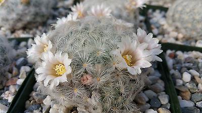 Feather Cactus ‘Mammillaria pulmosa’