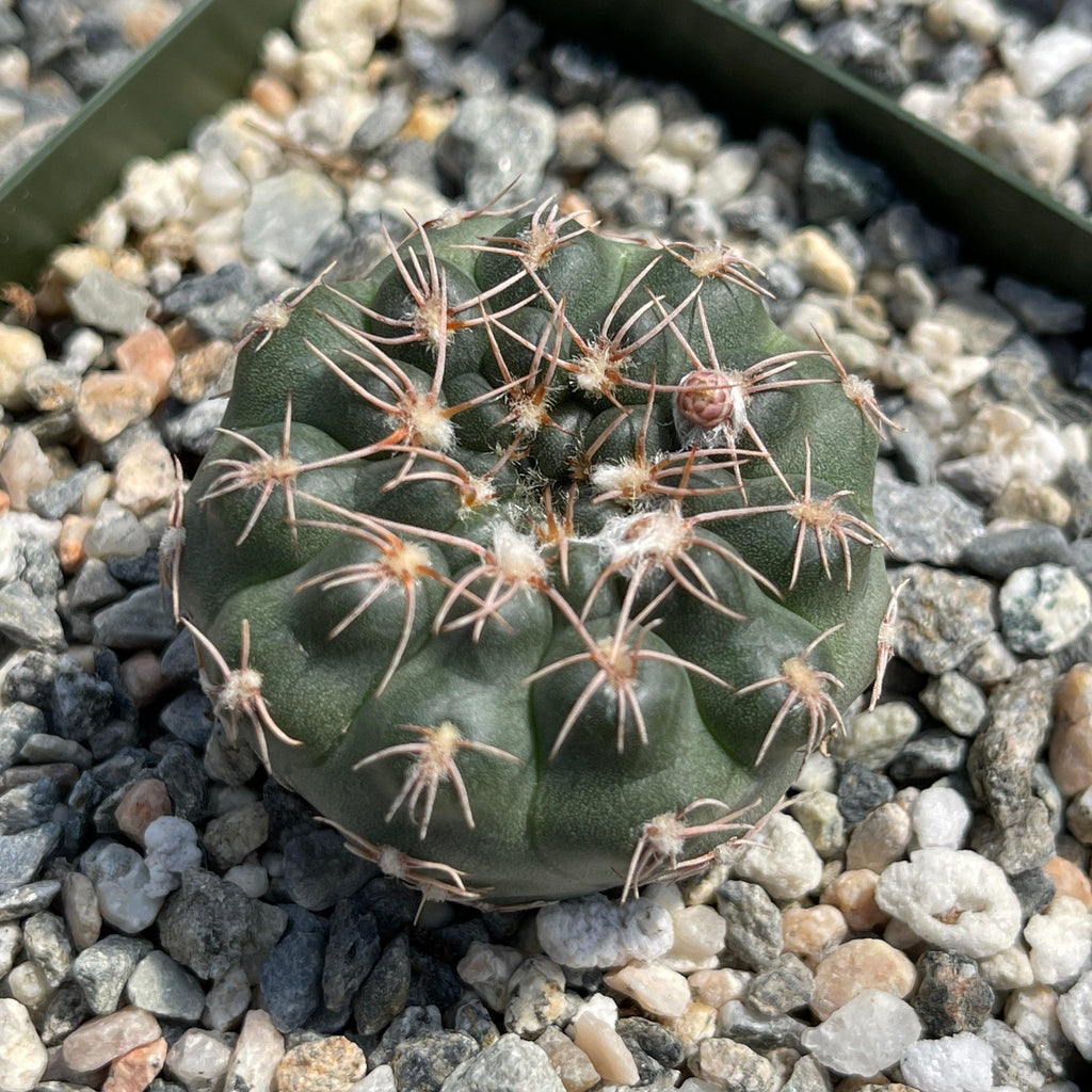 Gymnocalycium ruta