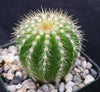 Notocactus warasii