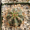 Melocactus concinnus