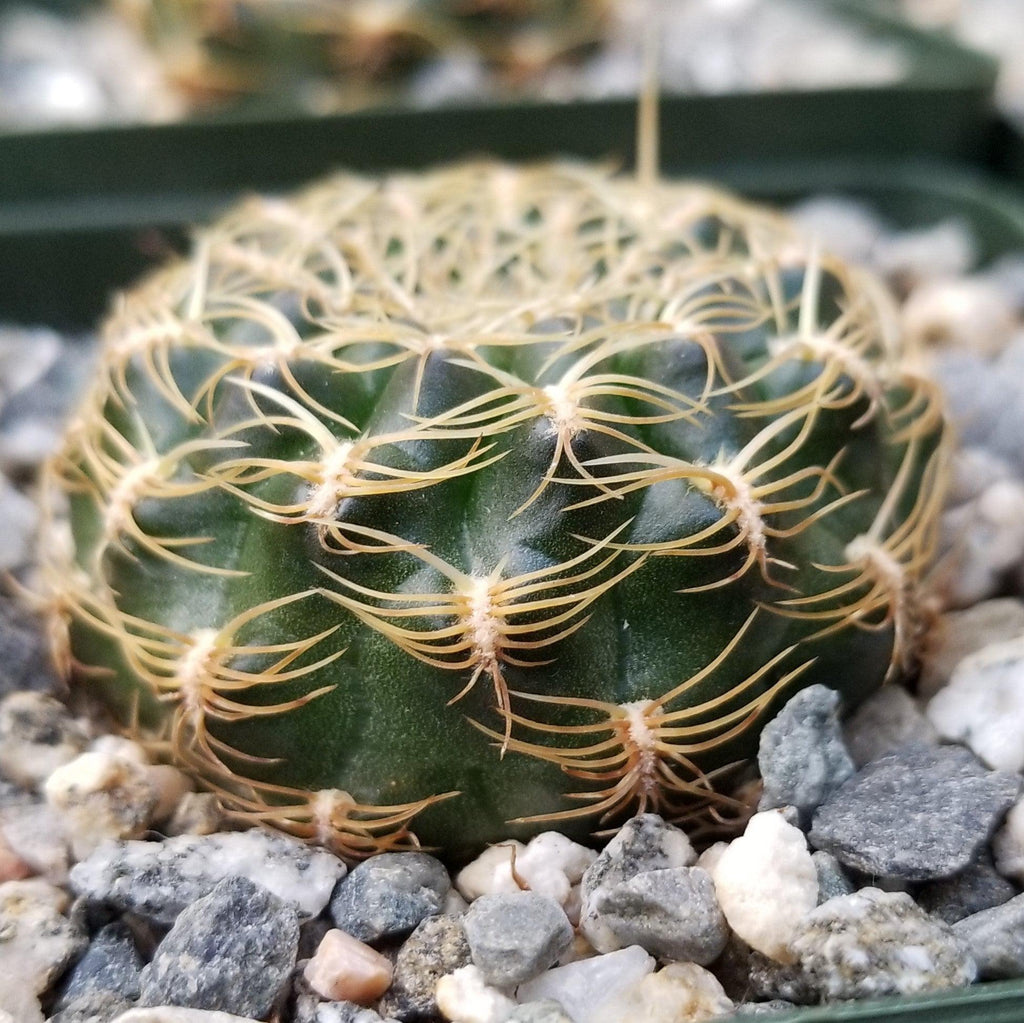Sulcorebutia candiae