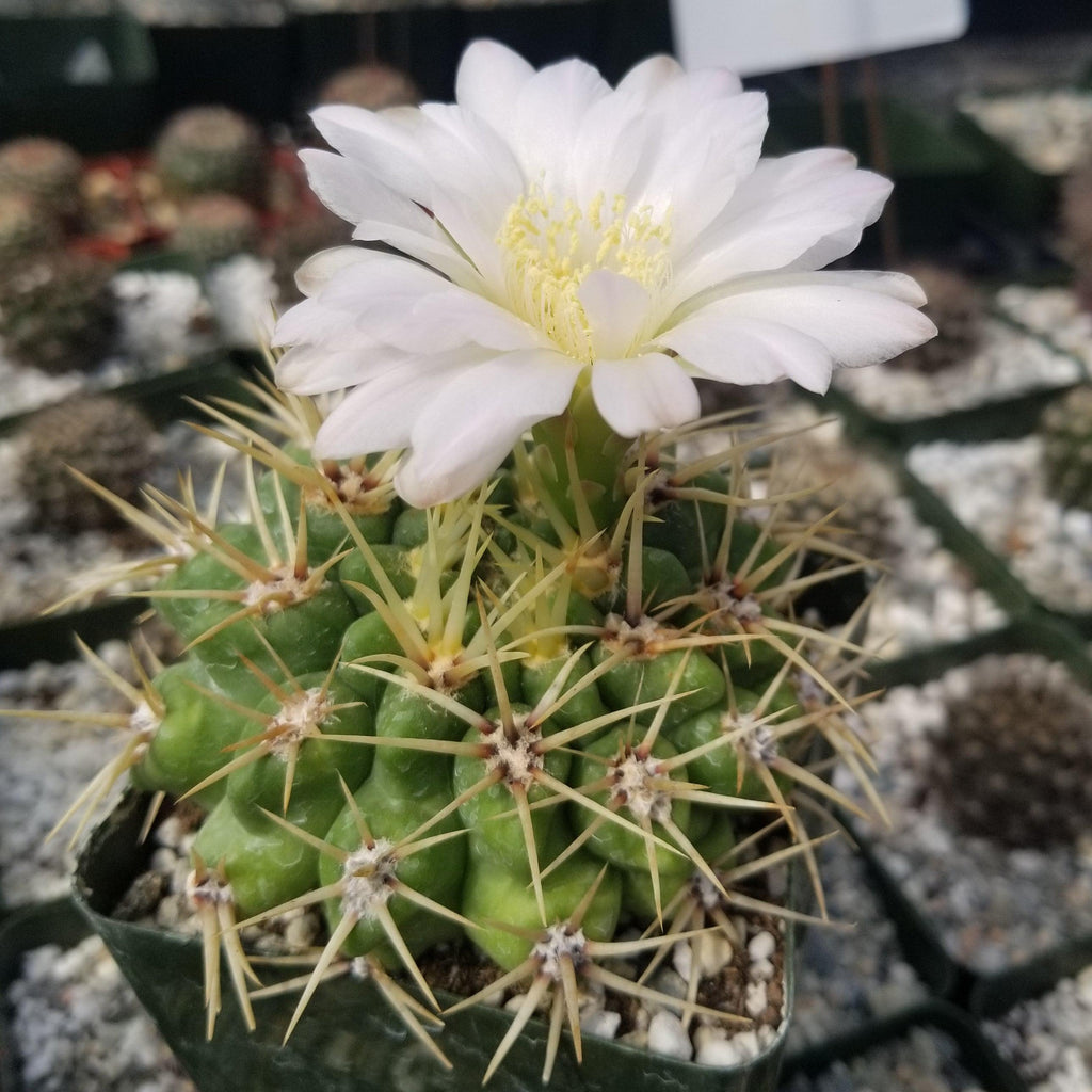 Gymnocalycium monvillei
