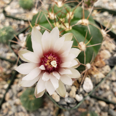 Gymnocalycium fleischerianum