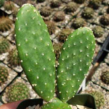 prickly pear cactus family Opuntia Mona Lisa