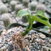 Matelea Gonolobus cyclophyllus