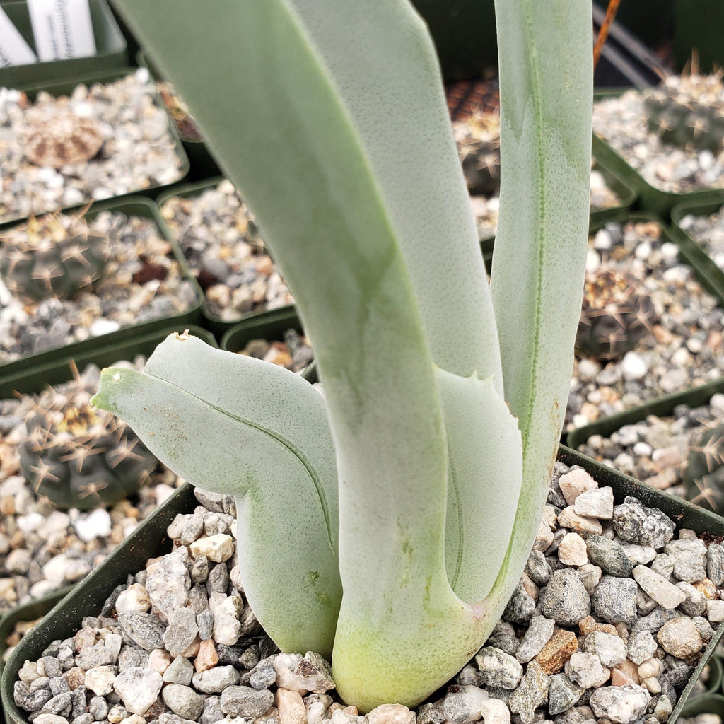 Cheiridopsis cigarettifera