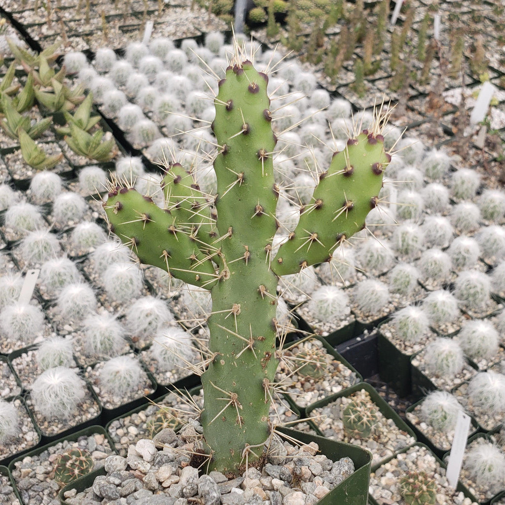 Opuntia consolea falcata cutting