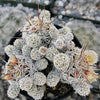 Thimble cactus - Mammillaria gracilis &