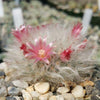 Mammillaria bocasana v. multilanata