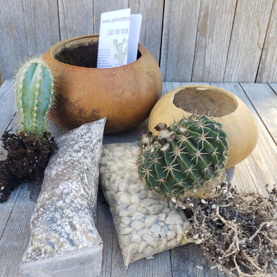 Gourd Cacti arrangement 4 and 6 inch