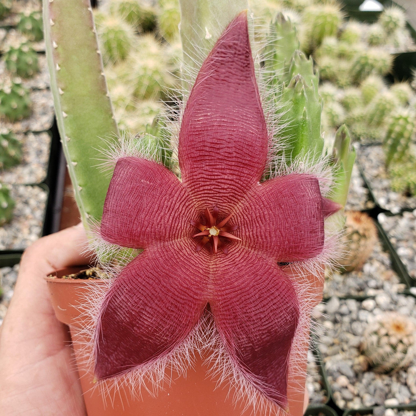 blue toad succulent Shop 'Stapelia grandiflora' For Sale