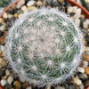 Mammillaria candida