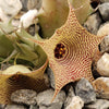 Huernia thuretii