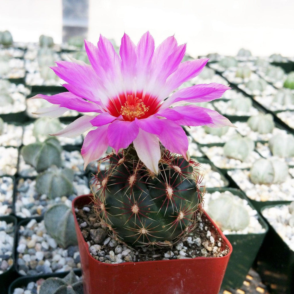 フラワー Thelocactus bicolor ssp. schwarzii – Planet Desert