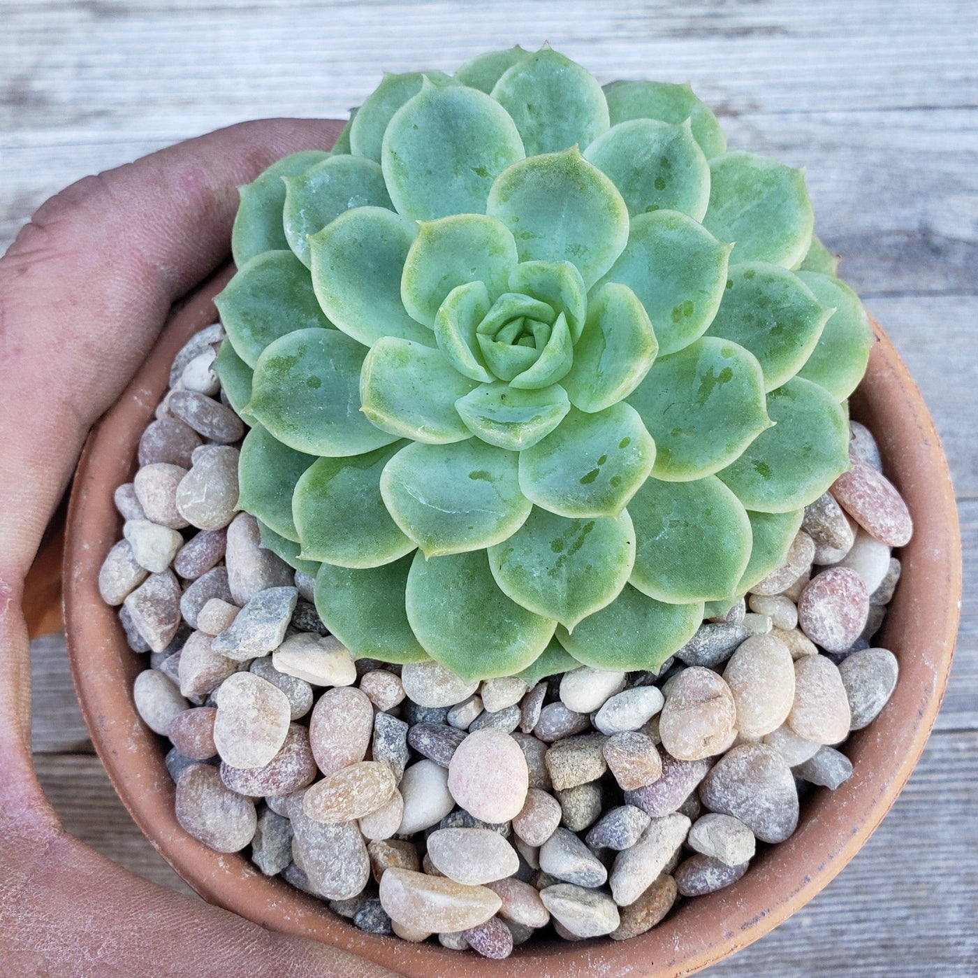 succulent top 1 Lb 3/8 Del rio pebble river rock Cactus and Succulent Top Soil Dressing