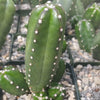 Echinocereus gentry