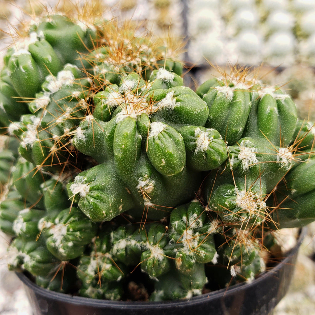 Cereus peruvianus monstrose &