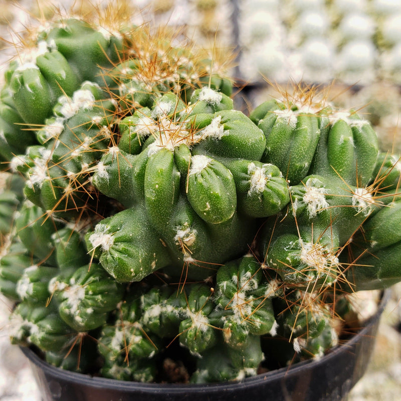 Cereus peruvianus monstrose Petra Cactus | Planet Desert