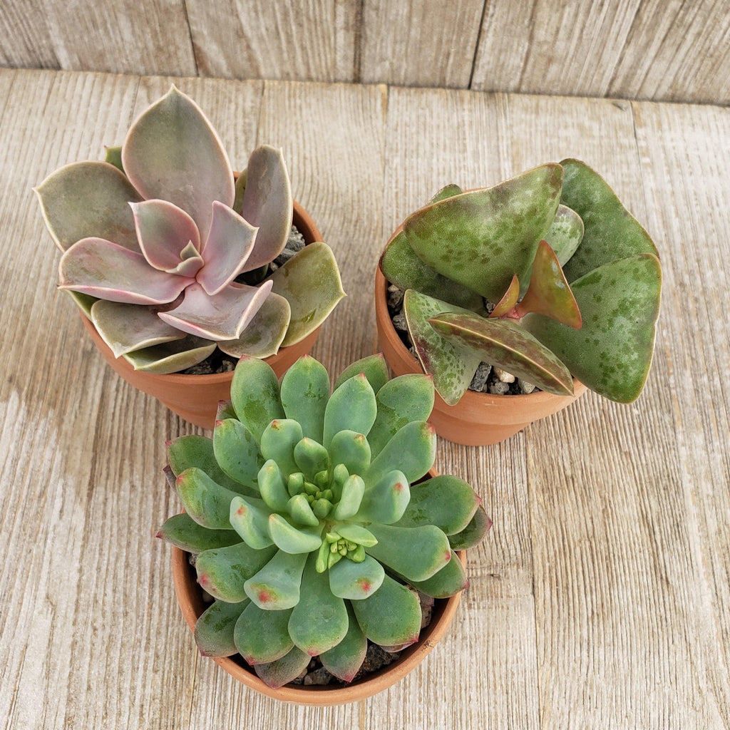 3- 2.5 inch succulents in terracotta pots