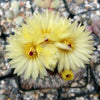 Notocactus or Parodia scopa