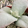 Pleiospilos simulans