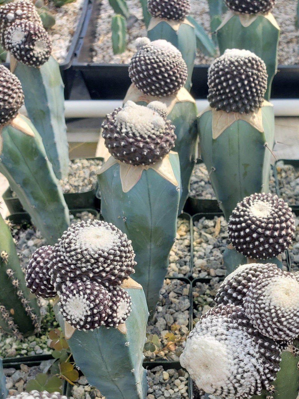 Copiapoa tenuissima grafted Large