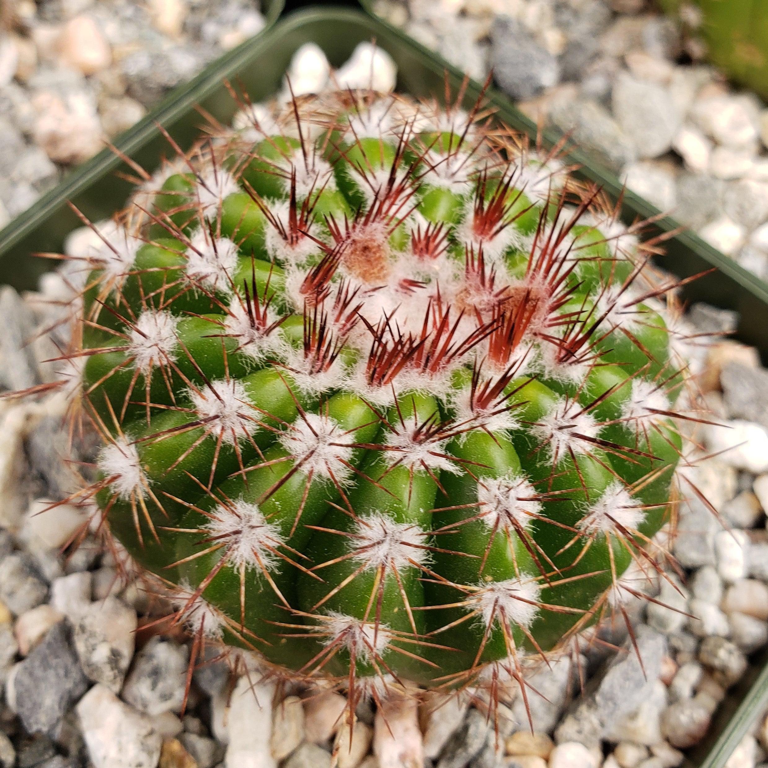 Notocactus carambeiensis