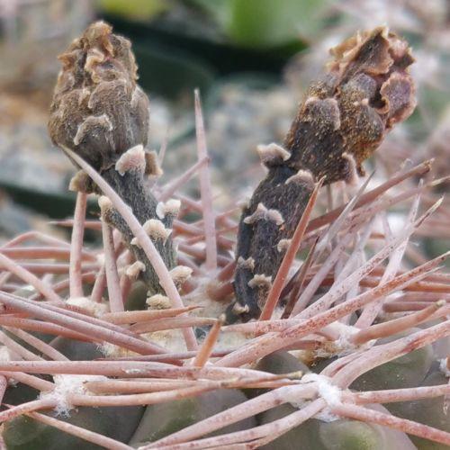 Gymnocalycium riojense