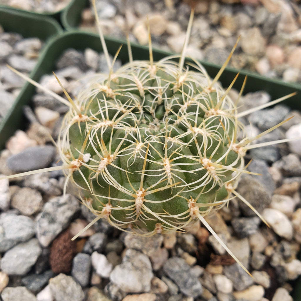 Sulcorebutia steinbachii veronikae
