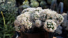 Mammillaria gracilis fragilis monstrose