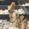 Pseudolithos mccoyi